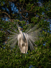 Great Egret in Breeding Plumage 