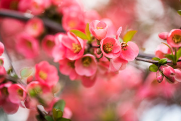Pink flowers on branch of tree in spring.