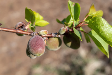 Apricot Branch With Small Fruits