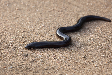 Bibron's Blindschleiche / Bibron's blind snake / Typhlops bibronii