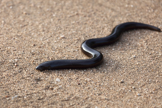 Bibron's Blindschleiche / Bibron's blind snake / Typhlops bibronii