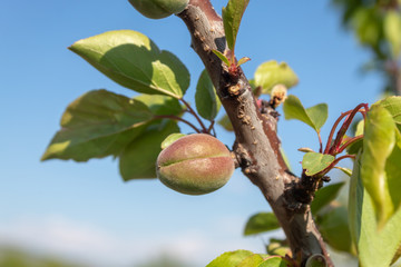 Apricot Branch With Small Fruit