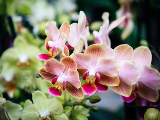 Multicolored pink, green and warm rose fresh Orchid flower from the Orchidaceae family close-up in modern florist store