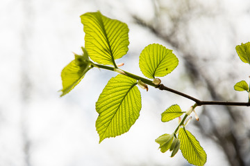 Spring green leaves branches with lush foliage