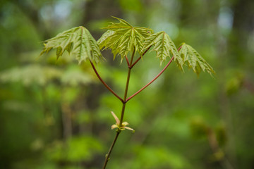 Spring leaf. Composition of nature. Spring green leaves branches