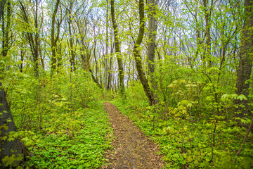 Forest landscape. Spring green leaves branches trees with forest road