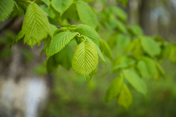 Spring green leaves branches with lush foliage