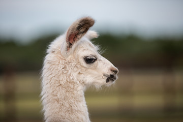 Lama Baby