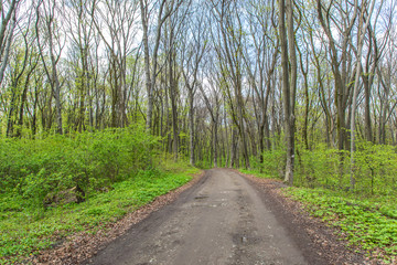 Forest landscape. Spring green leaves branches trees with forest road