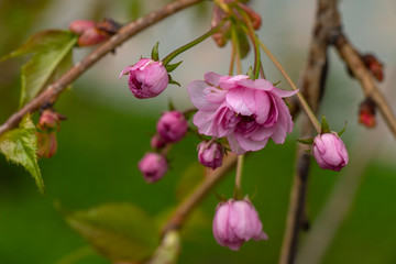 Obraz premium pink flowers on a tree in spring
