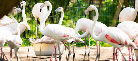 Flaming różowy, Phoenicopterus roseus © Dreamnordno