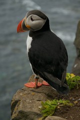 wildlife in Iceland, seabird, Puffin