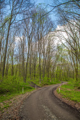 Fototapeta na wymiar Forest landscape. Spring green leaves branches trees with forest road