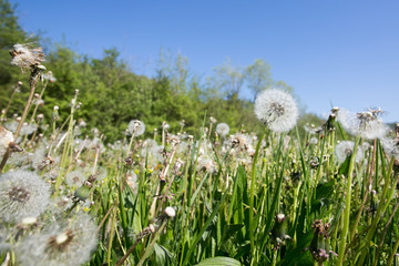 Obraz premium Sunny day in the springtime at Slovenian vineyards