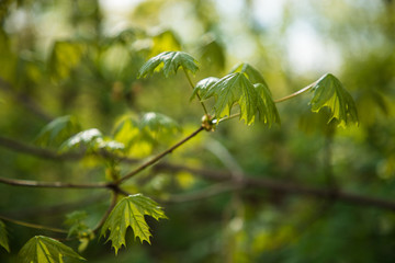 Spring fresh new green leaves glowing in sunlight