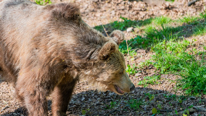 Niedzwiedz grizzli © Dreamnordno