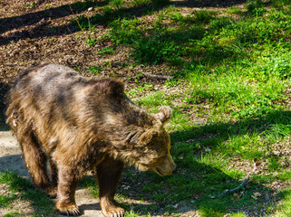 Niedzwiedz grizzli © Dreamnordno