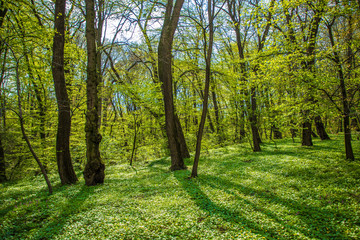 Fototapeta na wymiar Forest trees. nature green wood in spring. Spring time