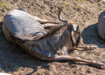 Connochaetes, gnu, antylopa © Dreamnordno