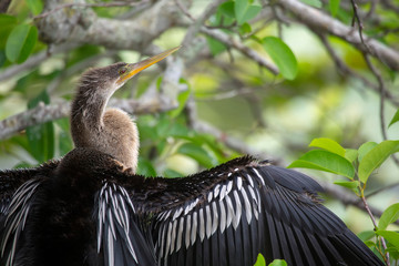 Juvenile Anhinga (Anhinga anhinga)