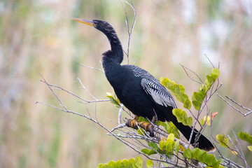 Adult male Anhinga