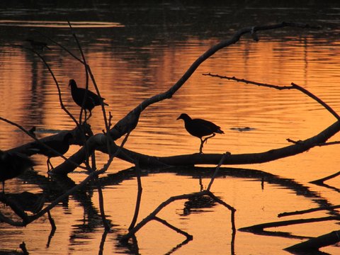 P&ocirc;r do Sol dourado deslumbrando a silhueta de aves e galhos  em lago  artificial 