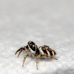 Springspinne