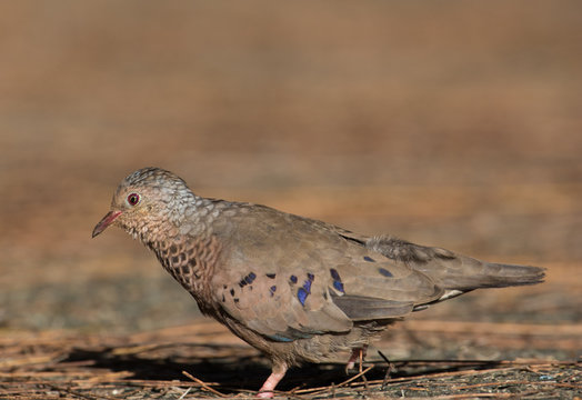 Common Ground Dove