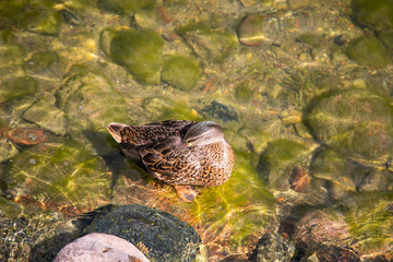 Trakai Island Castle - a popular tourist destination in Lithuania.