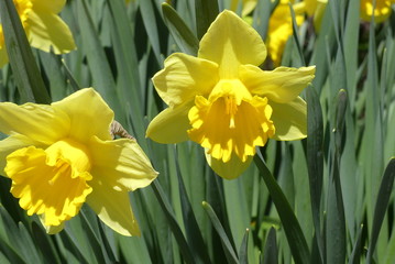Daffodils in Spring Macro