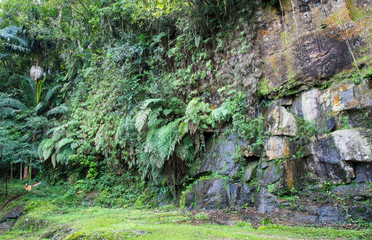 Obraz premium Parede rochosa com plantas