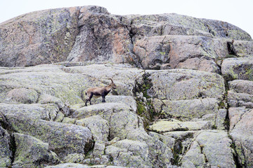 a male goat on a mountain