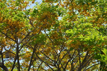 Leaves and branches