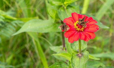 Flor vermelha com borboleta