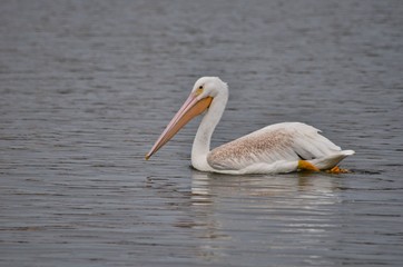 White Pelican in a Lake Florida
