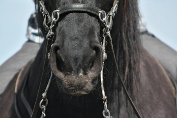 Black horse with a cavesson and a baroque curb bit.Close up portrait.