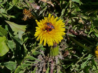 Löwenzahn mit Feuerwanze