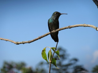 Beija Flor