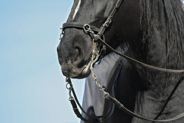 Black horse with a cavesson and a baroque curb bit. Close up portrait. 