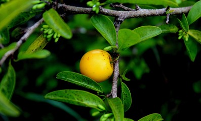 ximenia americana