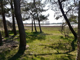 Fototapeta premium Bäume auf der Wiese vor Bodden
