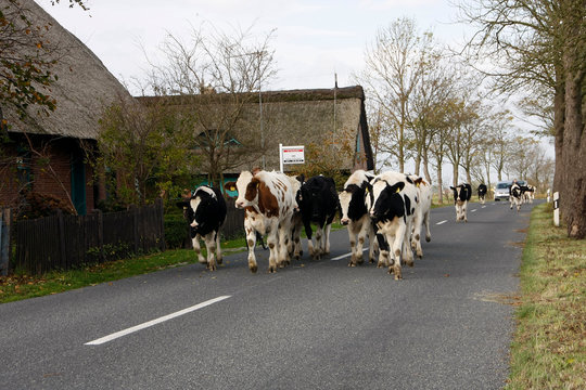 Cattle on the road