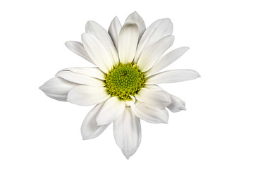 Closeup focus stacked shot of an isolated white flower with clipping path