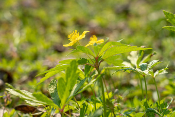 yellow flowers closeup on a background of grass