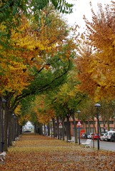 Fototapeta na wymiar Autumn; Dra Castells street in gray day
