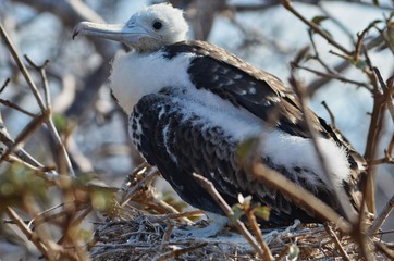Nesting Baby Man of War Frigatebird Galapagos Islands Ecuador