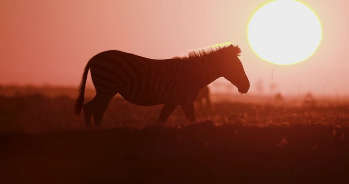 Close-up view of a Zebra walking past the setting sun on the Makgadikgadi Pans,Botswana 