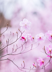 ヤシオツツジの花