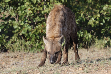 Tüpfelhyäne / Spotted hyaena / Crocuta crocuta
