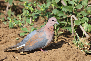 Palmtaube oder Senegaltaube / Laughing dove or Little brown dove / Stigmatopelia senegalensis